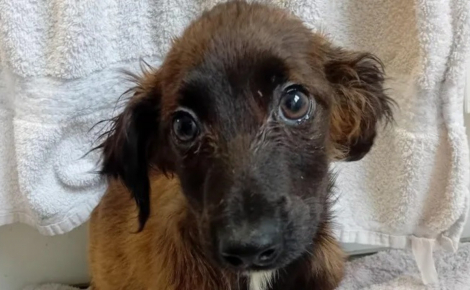 Sauvés d’un appartement insalubre, 65 chiens découvrent l’herbe pour la première fois et osent s’approcher des bénévoles