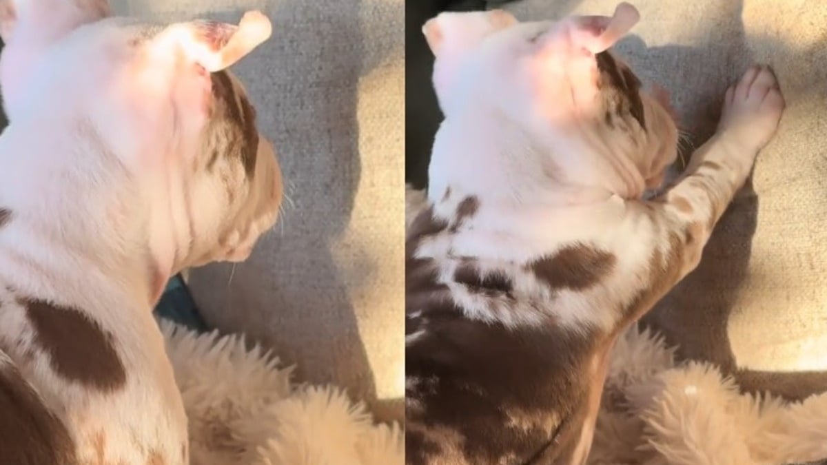 Illustration : "Ce chiot retrouvé abandonné et en hypothermie vit un nouveau départ en famille d'accueil où il découvre son ombre avec émerveillement (vidéo)"