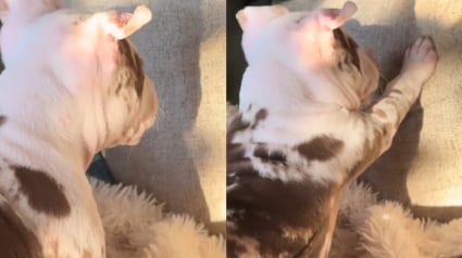 Illustration : Ce chiot retrouv&eacute; abandonn&eacute; et en hypothermie vit un nouveau d&eacute;part en famille d'accueil o&ugrave; il d&eacute;couvre son ombre avec &eacute;merveillement (vid&eacute;o)