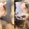 Illustration : Ce chiot retrouv&eacute; abandonn&eacute; et en hypothermie vit un nouveau d&eacute;part en famille d'accueil o&ugrave; il d&eacute;couvre son ombre avec &eacute;merveillement (vid&eacute;o)