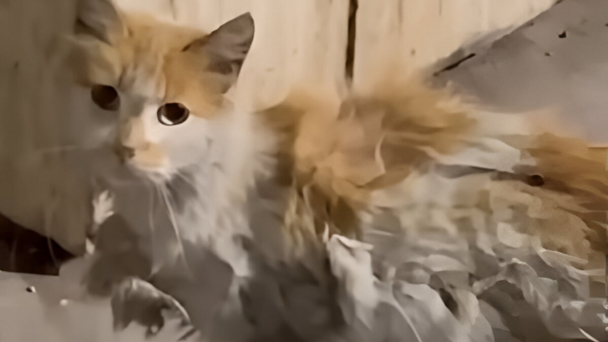 Illustration : "Cette chatte errante mal en point s'arrête devant une pharmacie en quête d'aide et son appel au secours a été entendu"