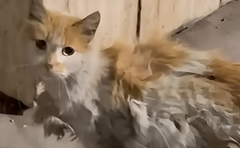 Cette chatte errante mal en point s'arrête devant une pharmacie en quête d'aide et son appel au secours a été entendu