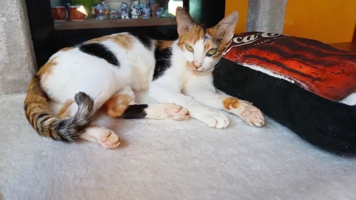 Illustration : "Trouvée gravement blessée dans la rue, cette chatte errante découvre une vie remplie d’amour à des milliers de kilomètres de son île natale"