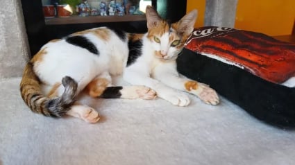 Illustration : Trouv&eacute;e gravement bless&eacute;e dans la rue, cette chatte errante d&eacute;couvre une vie remplie d&rsquo;amour &agrave; des milliers de kilom&egrave;tres de son &icirc;le natale