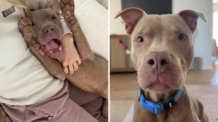 Illustration : En suivant des empreintes de pattes dans la neige, des sauveteurs d&eacute;couvrent 2 chiens abandonn&eacute;s dans un froid glacial (vid&eacute;o)