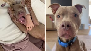 Illustration : "En suivant des empreintes de pattes dans la neige, des sauveteurs découvrent 2 chiens abandonnés dans un froid glacial (vidéo)"