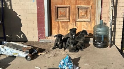 Illustration : Pi&eacute;g&eacute;e dehors par un froid extr&ecirc;me, une chienne courageuse garde ses petits au chaud avant de trouver enfin un abri s&ucirc;r