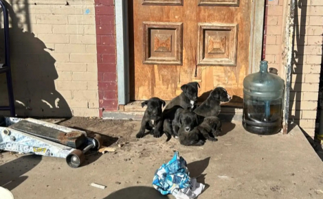 Piégée dehors par un froid extrême, une chienne courageuse garde ses petits au chaud avant de trouver enfin un abri sûr