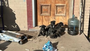 Illustration : "Piégée dehors par un froid extrême, une chienne courageuse garde ses petits au chaud avant de trouver enfin un abri sûr"
