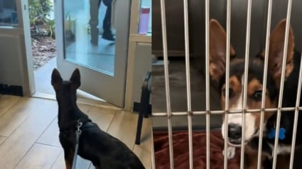 Illustration : Sa seule faute &eacute;tant d'avoir grandi, ce chien offert &agrave; No&euml;l voit avec d&eacute;sarroi son propri&eacute;taire repartir du refuge sans lui (vid&eacute;o)