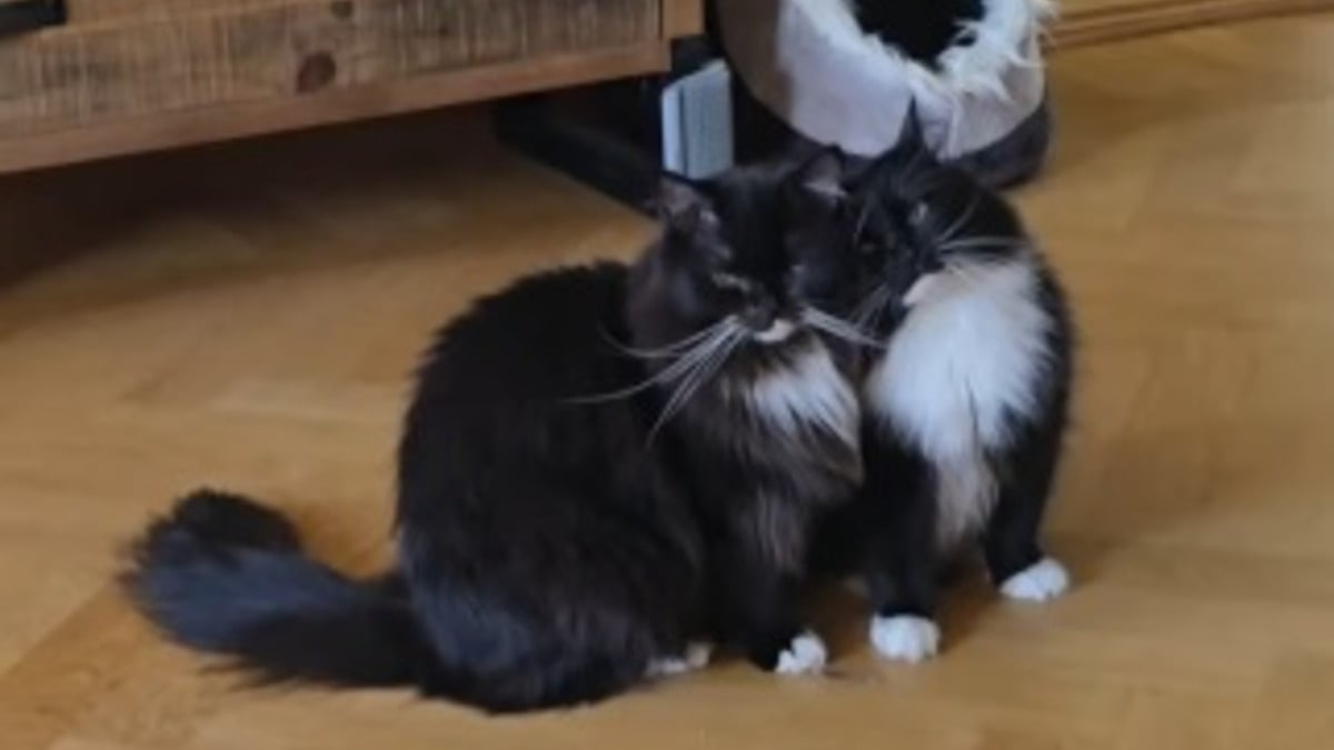 Illustration : "Adoptés ensemble après l'errance et le refuge, ces 2 chats se ressemblant comme 2 gouttes d'eau sont littéralement inséparables (vidéo)"