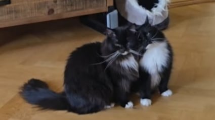 Illustration : Adopt&eacute;s ensemble apr&egrave;s l'errance et le refuge, ces 2 chats se ressemblant comme 2 gouttes d'eau sont litt&eacute;ralement ins&eacute;parables (vid&eacute;o)