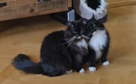 Adoptés ensemble après l'errance et le refuge, ces 2 chats se ressemblant comme 2 gouttes d'eau sont littéralement inséparables (vidéo)