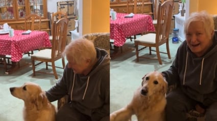 Illustration : Cette chienne se pla&icirc;t tellement chez Mamie qu'elle fait toute une sc&egrave;ne quand il est l'heure de rentrer (vid&eacute;o)