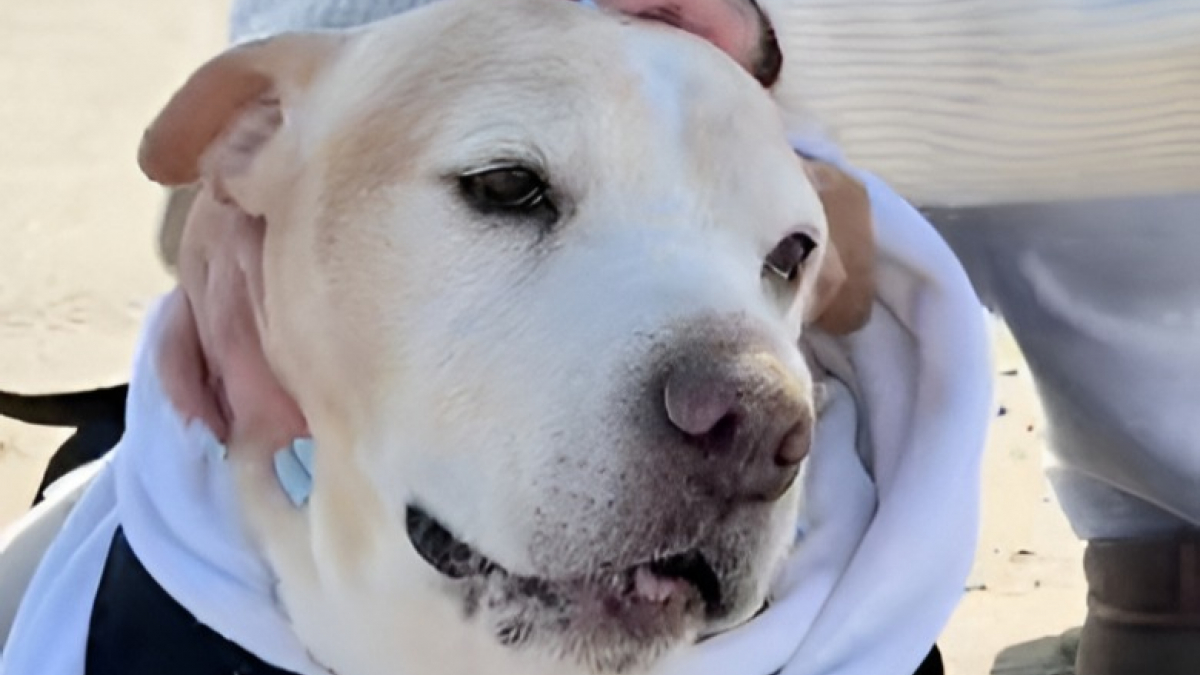 Illustration : "Paralysée et en fin de vie, cette chienne reçoit l’attention qu’elle aime tant lors d’une dernière promenade sur la plage (vidéo)"