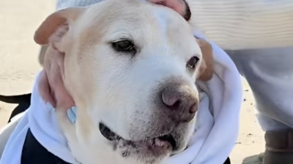 Illustration : Paralys&eacute;e et en fin de vie, cette chienne re&ccedil;oit l&rsquo;attention qu&rsquo;elle aime tant lors d&rsquo;une derni&egrave;re promenade sur la plage (vid&eacute;o)