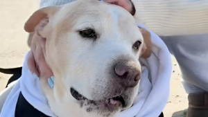 Illustration : Paralysée et en fin de vie, cette chienne reçoit l’attention qu’elle aime tant lors d’une dernière promenade sur la plage (vidéo)