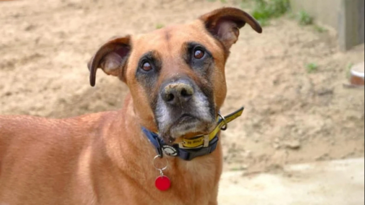 Illustration : "Triste d'être au refuge, ce chien timide et craintif peut compter sur le soutien des bénévoles pour retrouver un peu d'espoir"