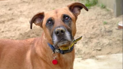 Illustration : Triste d'&ecirc;tre au refuge, ce chien timide et craintif peut compter sur le soutien des b&eacute;n&eacute;voles pour retrouver un peu d'espoir