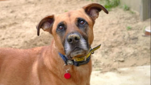 Illustration : Triste d'être au refuge, ce chien timide et craintif peut compter sur le soutien des bénévoles pour retrouver un peu d'espoir