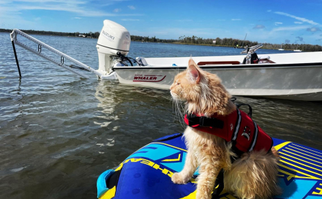 Passionné par l'eau, ce Maine Coon adore nager, sortir en bateau et faire du paddle avec sa famille (vidéo)
