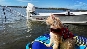 Illustration : Passionné par l'eau, ce Maine Coon adore nager, sortir en bateau et faire du paddle avec sa famille (vidéo)