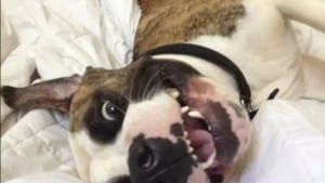 Illustration : 16 photos de chiens fra&icirc;chement adopt&eacute;s, qui d&eacute;couvrent leur nouveau foyer