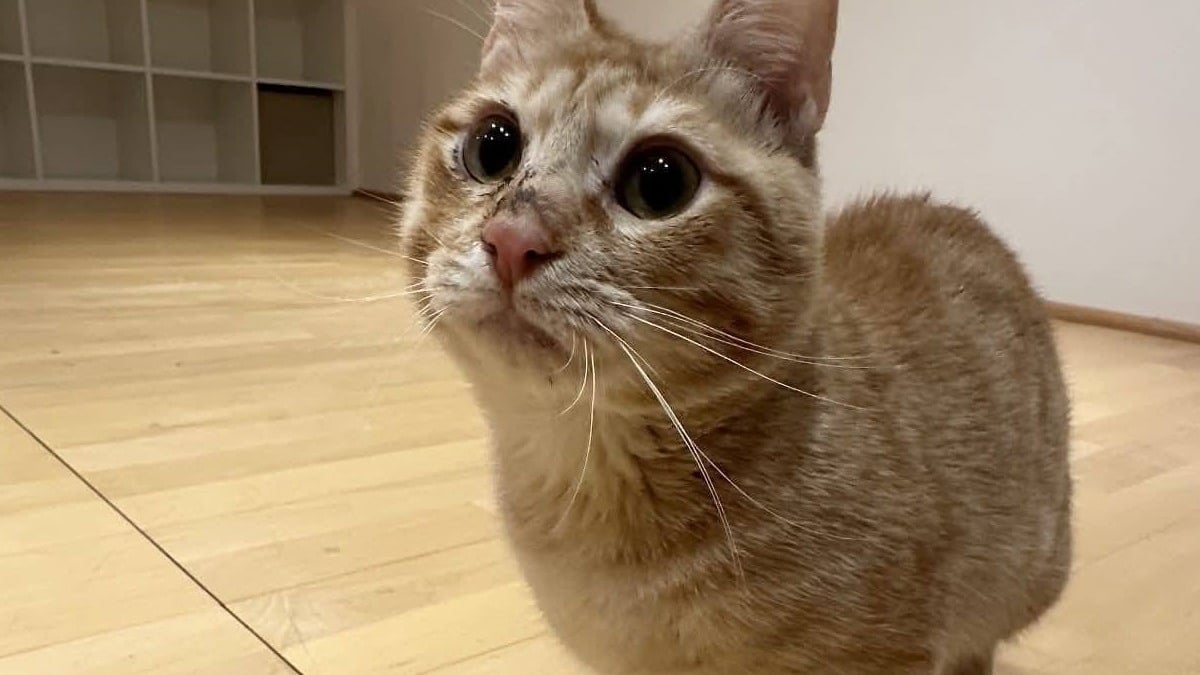 Illustration : "Après la découverte d'un chat pesant 1,2 kilo dans un sac, une association menace d'utiliser les caméras de surveillance pour retrouver le propriétaire"