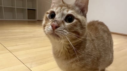 Illustration : Apr&egrave;s la d&eacute;couverte d'un chat pesant 1,2 kilo dans un sac, une association menace d'utiliser les cam&eacute;ras de surveillance pour retrouver le propri&eacute;taire