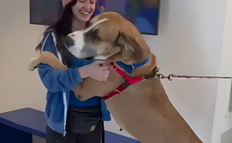 Doux géant de 64 kg, ce Dogue Allemand met un point d'honneur à enlacer tous les bénévoles le jour de son adoption