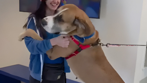 Illustration : Doux géant de 64 kg, ce Dogue Allemand met un point d'honneur à enlacer tous les bénévoles le jour de son adoption