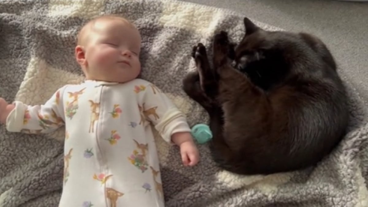 Illustration : "Heureuse d'avoir été choisie au refuge, cette chatte noire remercie ses adoptants et noue une relation unique avec leur bébé (vidéo)"