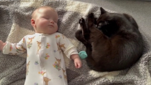 Illustration : Heureuse d'avoir été choisie au refuge, cette chatte noire remercie ses adoptants et noue une relation unique avec leur bébé (vidéo)