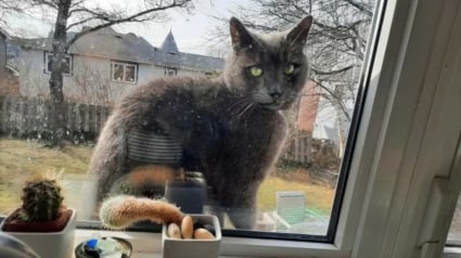 Illustration : Une femme s'inqui&egrave;te des escapades quotidiennes de son chat, puis d&eacute;couvre un mot accroch&eacute; &agrave; son collier qui lui r&eacute;v&egrave;le un secret &eacute;mouvant