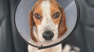 Illustration : Maigre et la patte cribl&eacute;e de plombs, un chien se cache dans un tronc d'arbre au milieu d'un mar&eacute;cage jusqu'&agrave; l'arriv&eacute;e de 2 anges-gardiens