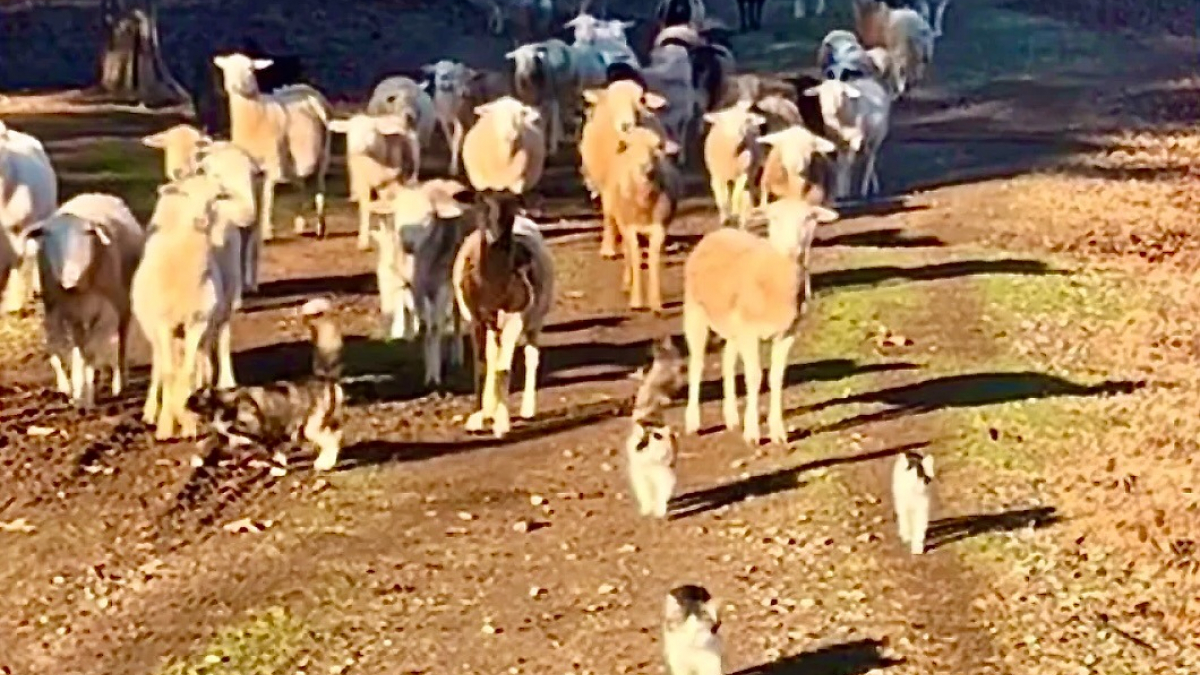 Illustration : "« Voilà à quoi ressemble le paradis », des chats de ferme dirigent des moutons comme de vrais bergers professionnels (vidéo)"