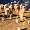 Illustration : &laquo; Voil&agrave; &agrave; quoi ressemble le paradis &raquo;, des chats de ferme dirigent des moutons comme de vrais bergers professionnels (vid&eacute;o)