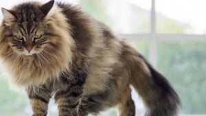 Illustration : "10 races de chat très populaires dans le monde "