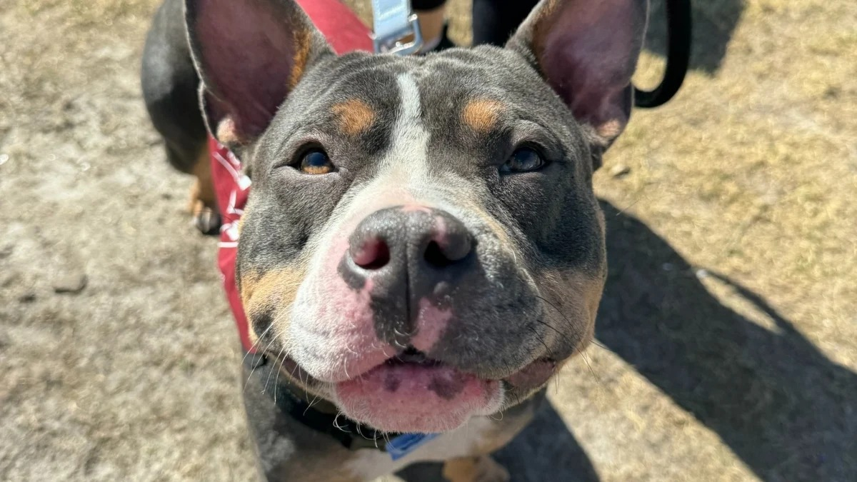 Illustration : "« Même en étant dernier, on peut finir premier », une chienne ignorée pendant un évènement d’adoption obtient une belle surprise 2 jours plus tard"