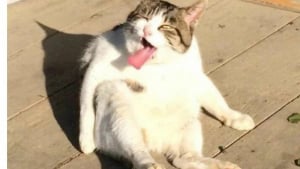 Illustration : 12 photos de chats malicieux qui vont illuminer votre journ&eacute;e en un clin d&rsquo;&oelig;il