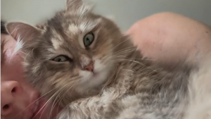 Illustration : « Elle arrive toujours au bon moment », cette chatte réconforte silencieusement sa maîtresse lors des coups de blues (vidéo)