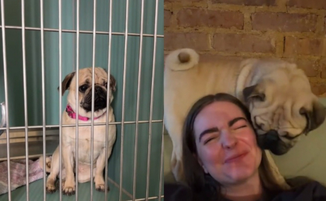 Complètement « éteint » dans son box, ce Carlin révèle une tout autre facette de sa personnalité dès qu'il quitte le refuge (vidéo) 