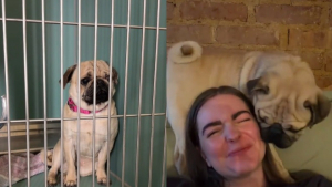 Illustration : Complètement « éteint » dans son box, ce Carlin révèle une tout autre facette de sa personnalité dès qu'il quitte le refuge (vidéo) 