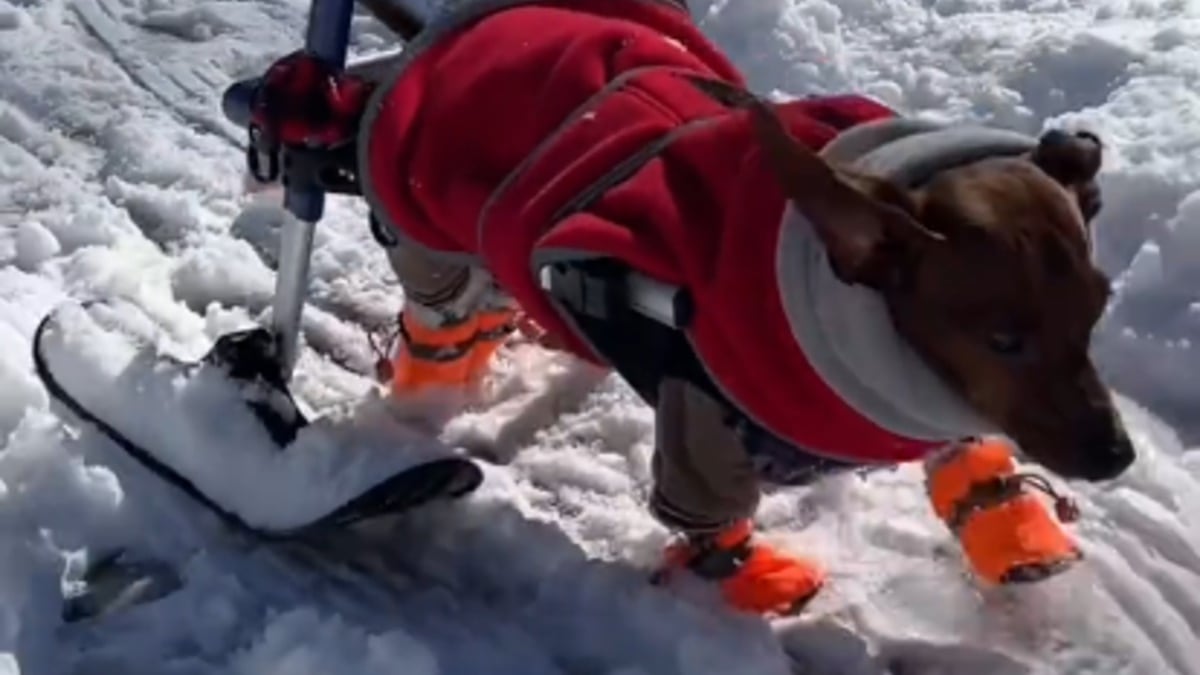 Illustration : "Ce Teckel paralysé des pattes arrière troque ses roulettes contre des skis pour profiter de la neige (vidéo)"