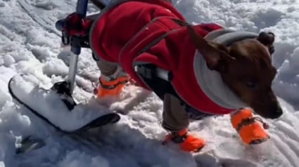 Illustration : Ce Teckel paralys&eacute; des pattes arri&egrave;re troque ses roulettes contre des skis pour profiter de la neige (vid&eacute;o)