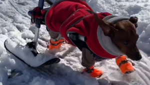 Illustration : Ce Teckel paralysé des pattes arrière troque ses roulettes contre des skis pour profiter de la neige (vidéo)