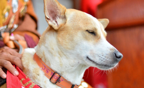 Après 108 jours de marche et une blessure, Aloka le chien symbole de paix clôt en beauté son périple avec les moines bouddhistes