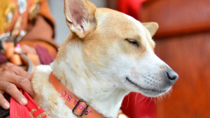 Illustration : Après 108 jours de marche et une blessure, Aloka le chien symbole de paix clôt en beauté son périple avec les moines bouddhistes