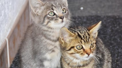 Illustration : En ouvrant la porte d&rsquo;un appartement insalubre, les b&eacute;n&eacute;voles d&eacute;couvrent 104 chats amaigris entass&eacute;s dans 60 m2