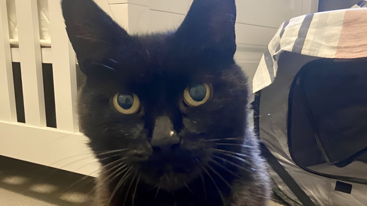 Illustration : "« J’étais sous le choc », la propriétaire désespérée d’un chat disparu depuis 6 ans reçoit la nouvelle qu’elle espérait secrètement avec joie et soulagement"